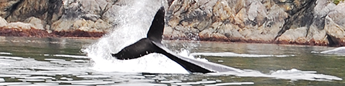 A Whale Tail
                    splashing