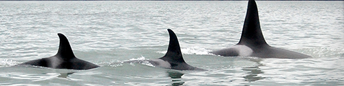 Three Killer
Whales
swimming