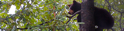 A Bear in a
                    tree