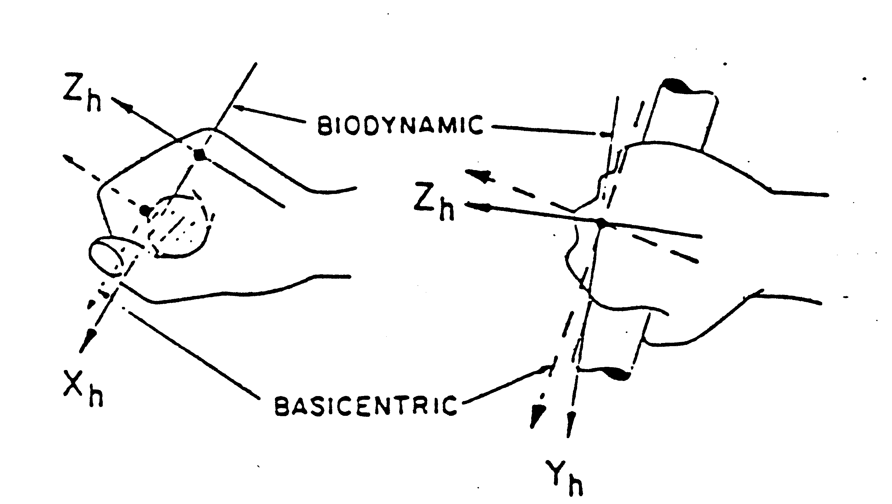 graphic showing Biodynamic and basicentric coordinate
systems for the hand